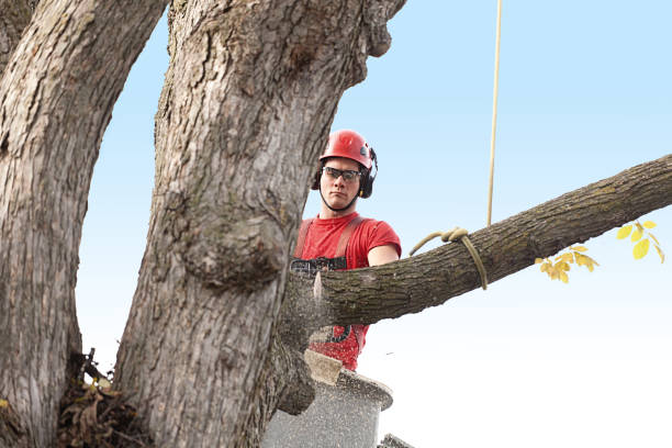 How Our Tree Care Process Works  in  Fort Pierce South, FL